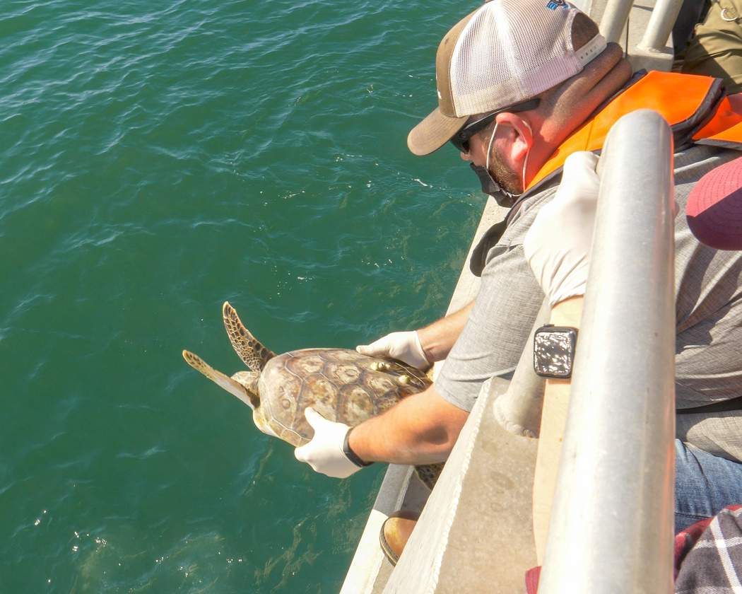 Houston Zoo releases 25 sea turtles back to the Gulf after Texas freeze