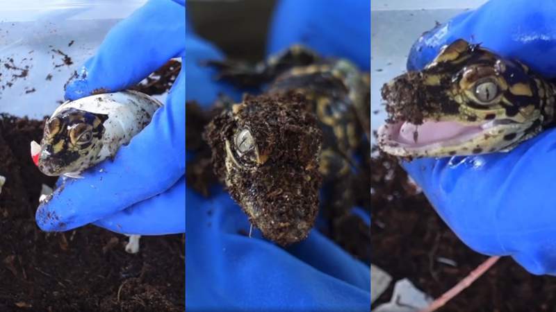 Oh, baby! Meet Brazos Bend State Park’s newest bundles of joy -- several snappy lil’ gators