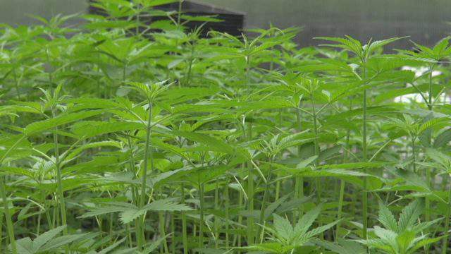Texas’ first legal hemp farm offers an interactive look at the plant
