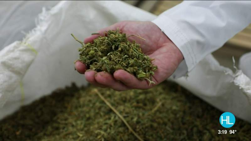 Take a tour of Texas’ first and largest hemp processing facility in Houston