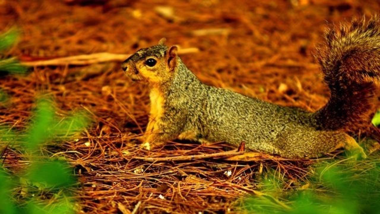 Bubonic plague found in Colorado squirrel, officials say