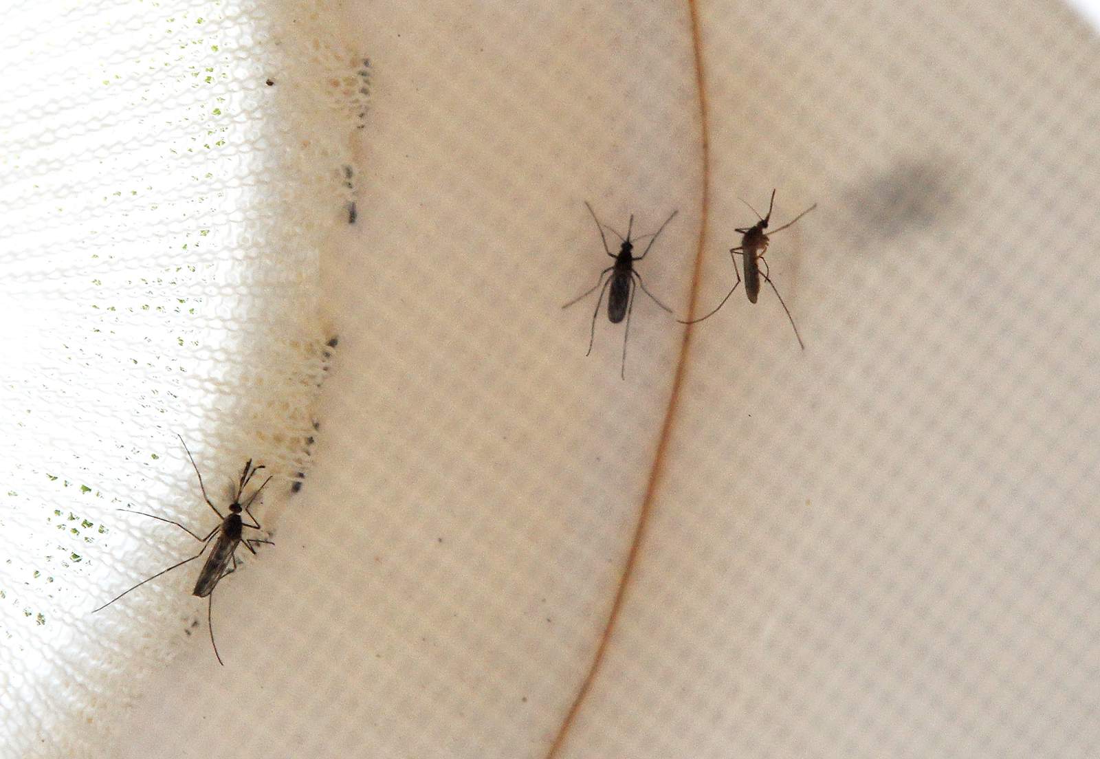 Health officials are treating a northwest Harris County area after West Nile Virus mosquitos discovered Tuesday
