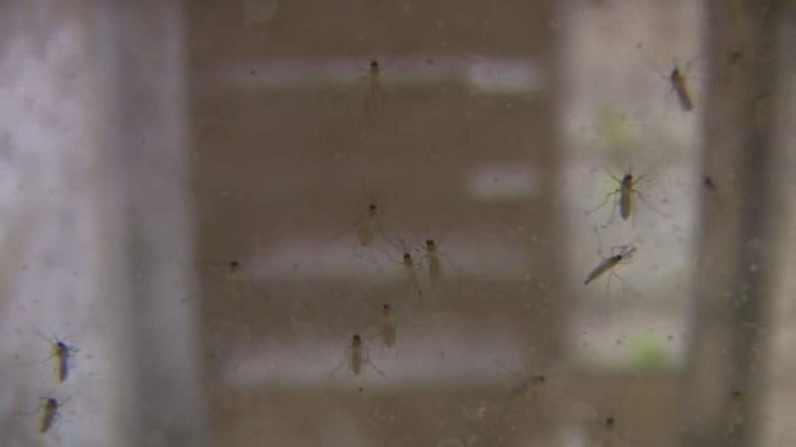 Feeling the sting lately? Fort Bend, Harris counties combat spike in mosquito population