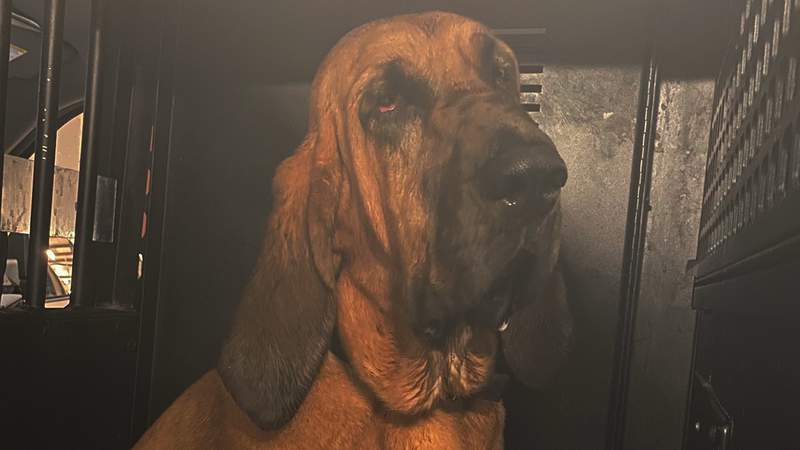 K-9 to the rescue: Dog finds missing girl in woods ahead of Tropical Storm Elsa
