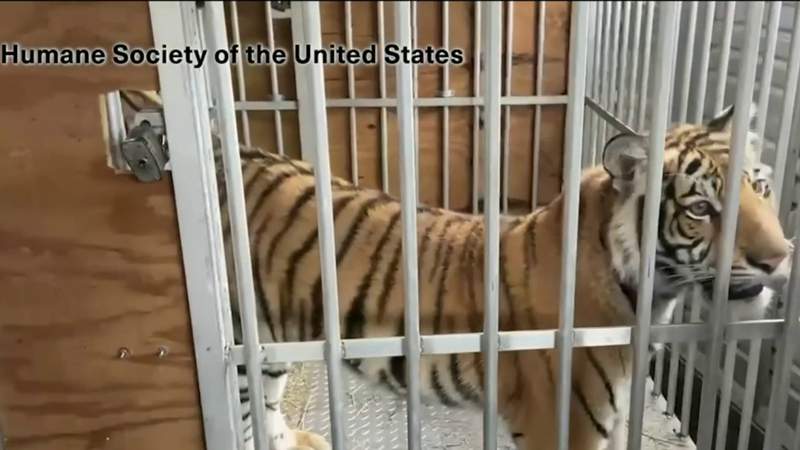 There could be more than 3,000 pet tigers in Texas, animal trainer claims