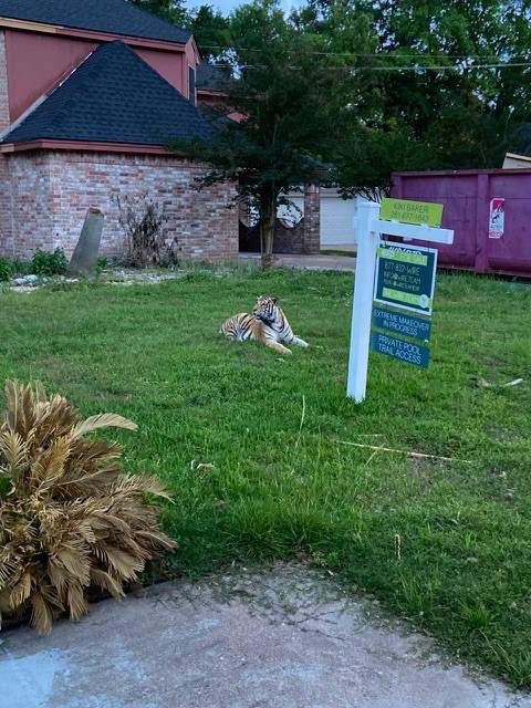 Tiger spotted in Fleetwood neighborhood