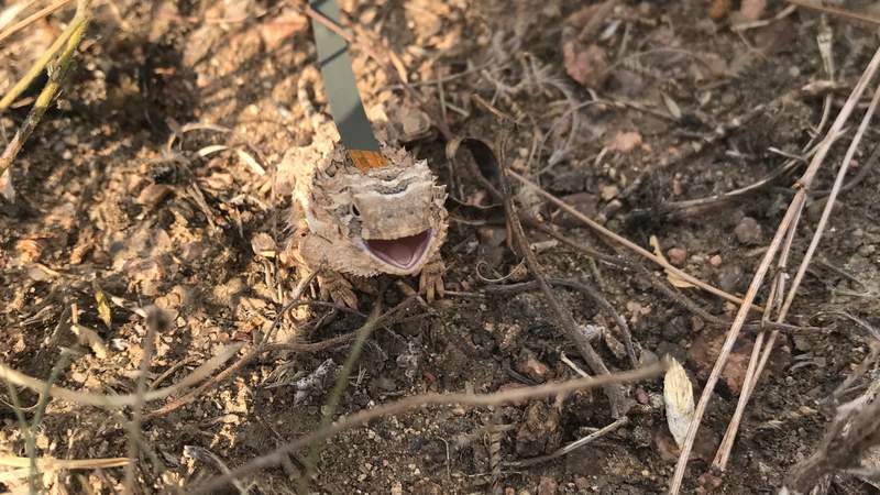 Leapin’ lizards! Watch as over 200 captive-bred Texas horned lizard hatchlings are released into the wild