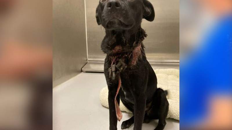PHOTOS: Houston SPCA investigating after finding dog with embedded restraint around neck