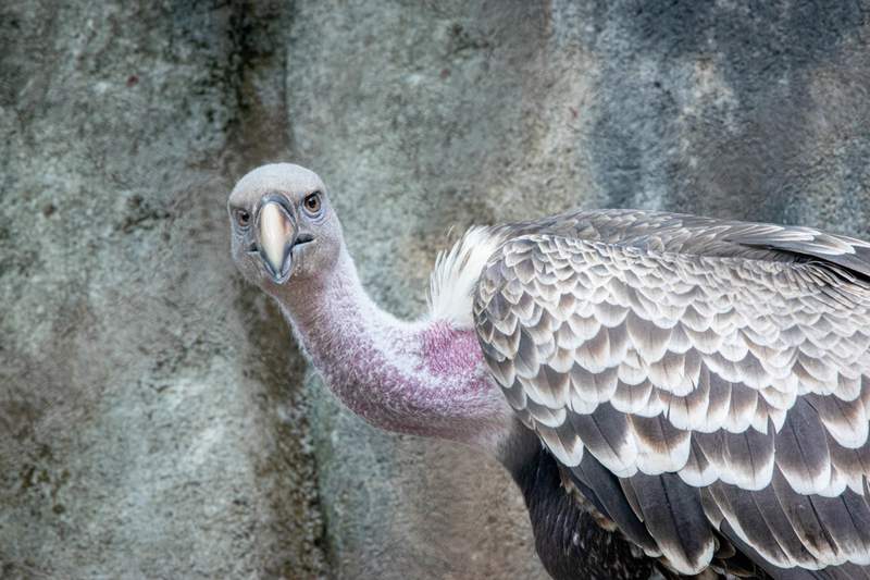 PHOTOS: 6 endangered vultures arrive at Houston Zoo. Here’s what you can expect to see!
