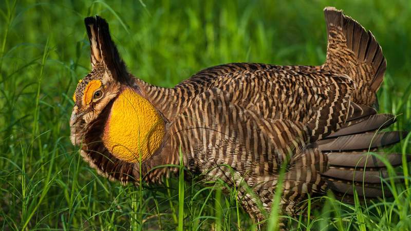 ‘A uniquely Texas bird’: Houston Zoo breeding critically endangered prairie chicken