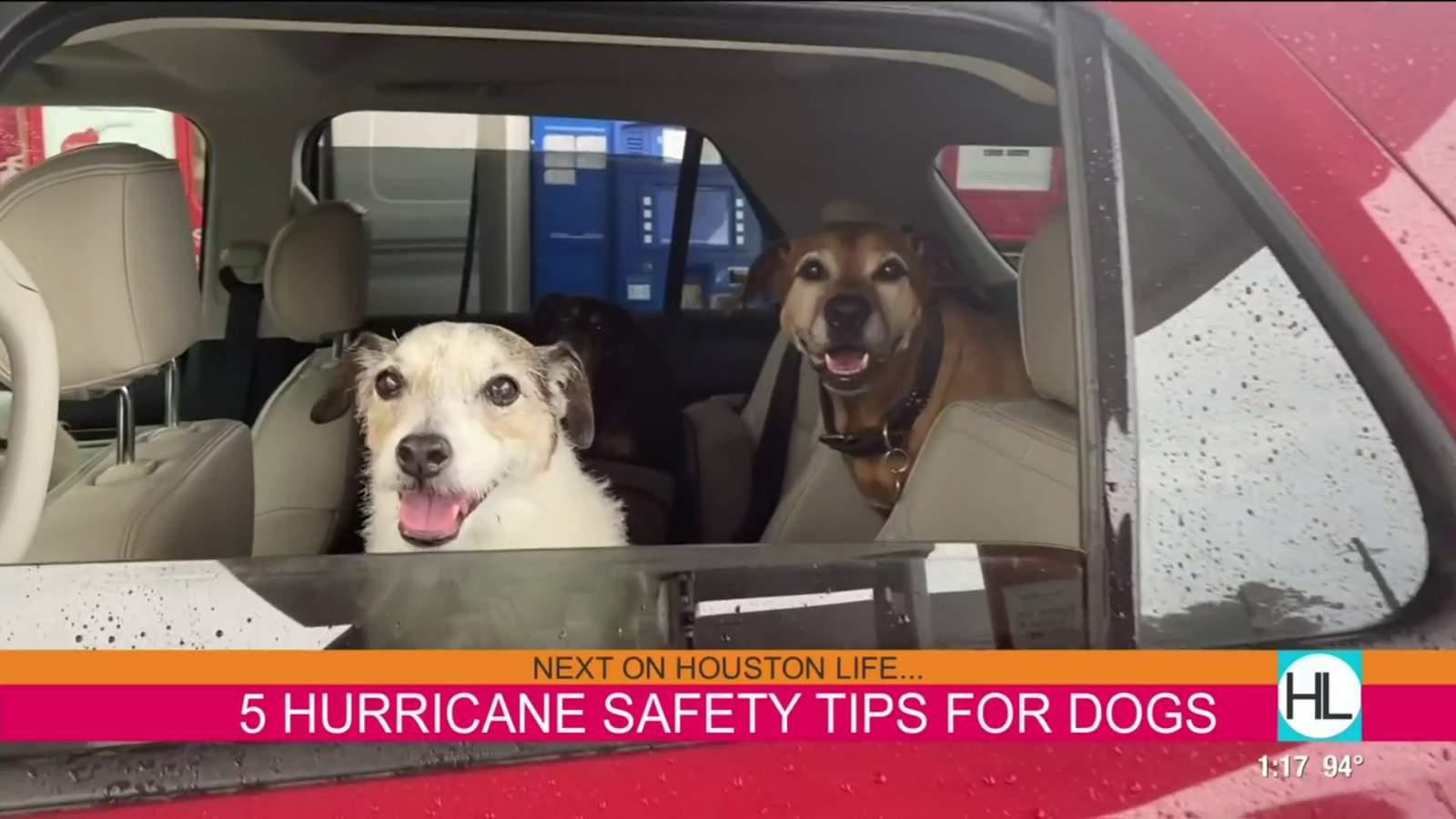 Hurricane preparedness for dogs: Houston puppy trainer shares 5 safety tips | HOUSTON LIFE | KPRC 2