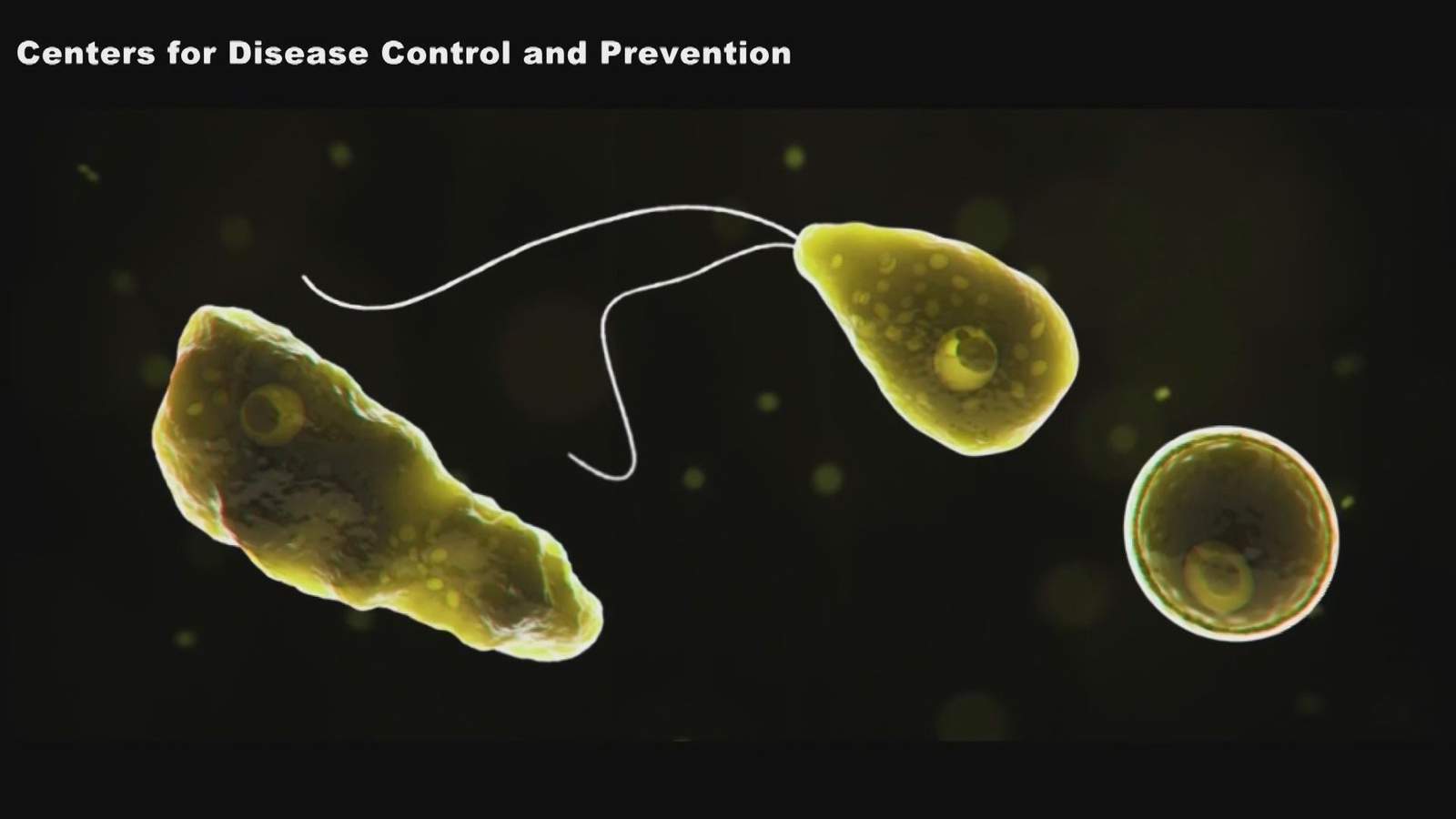 Is a brain-eating amoeba infection really that rare?