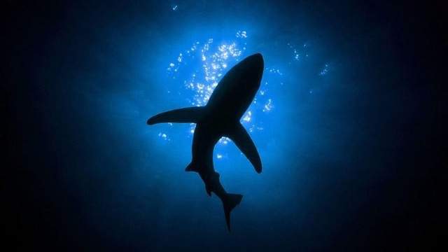 Scientists discover three new shark species that glow in the dark