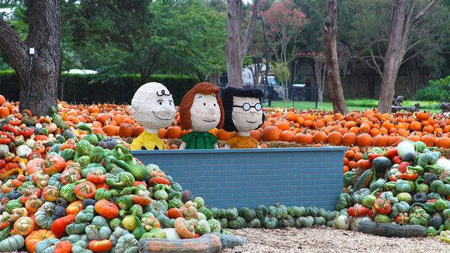Dallas Arboretum pumpkin festival returns this weekend
