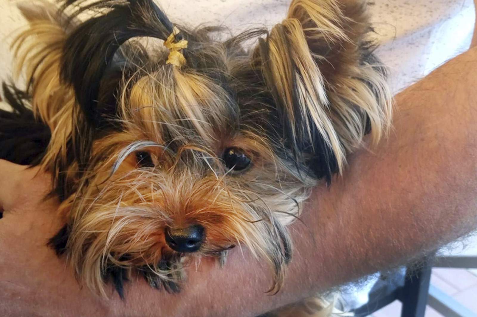 Yorkie’s death at airport facility fuels legal fight