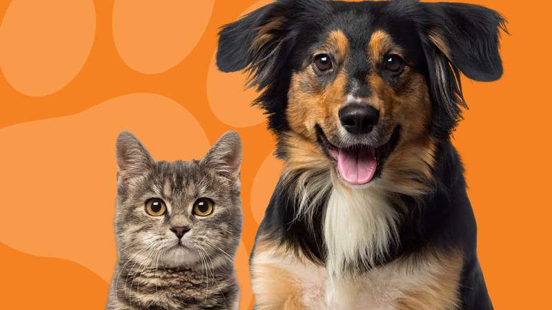 You can get a sneak peek at all the adorable pets before you adopt