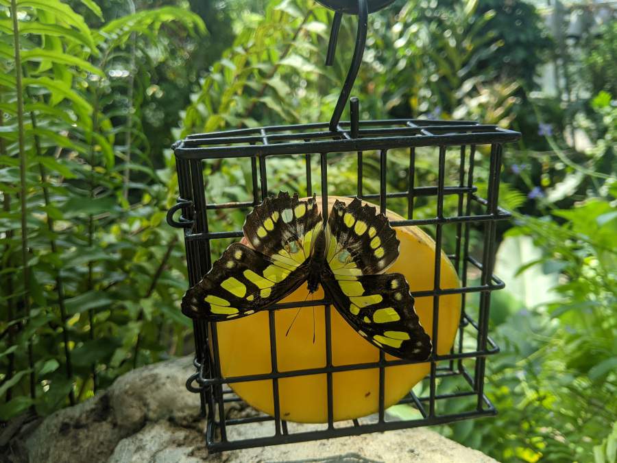 Houston field trip: Explore the Cockrell Butterfly Center and plant your own garden