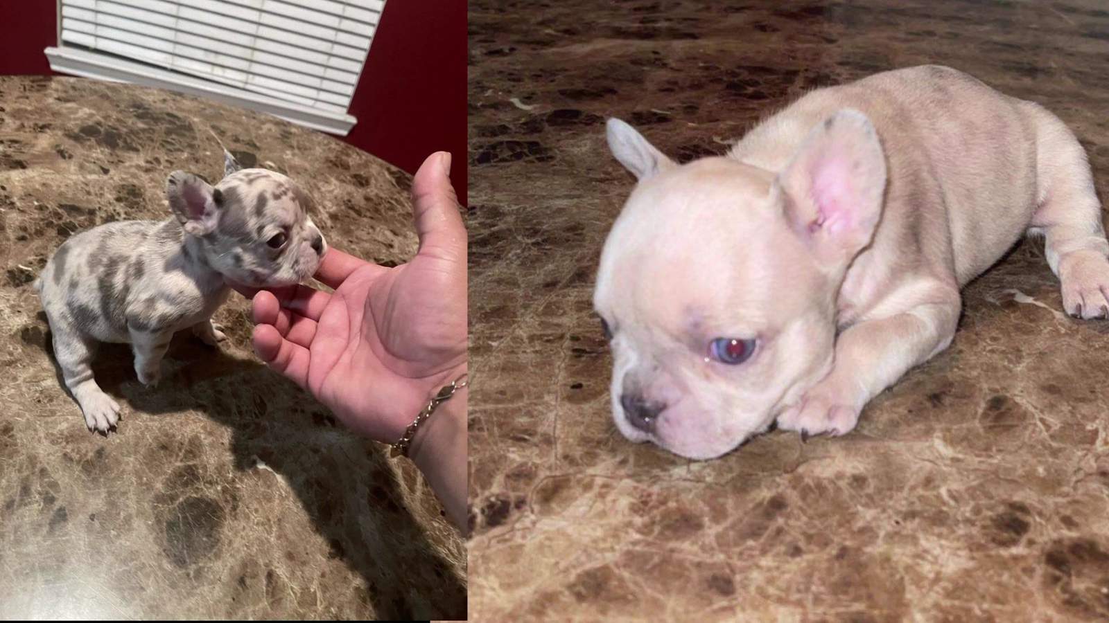 Man believes he was set up after 5 French bulldogs were stolen from him in west Houston