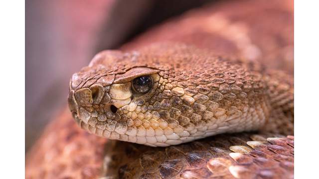 Texas Wild Snakes Lessons For Living Alongside The Venomous And Non Venomous Predators