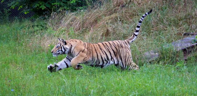 Houston tiger update: New video, photos show India the tiger settling into his North Texas habitat