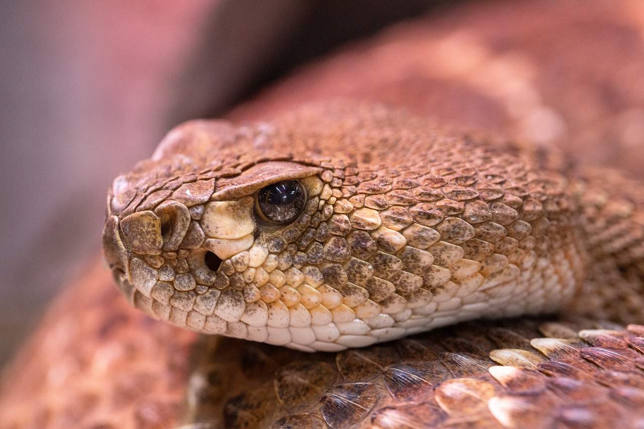 Texas wild snakes: Lessons for living alongside the venomous and non-venomous predators