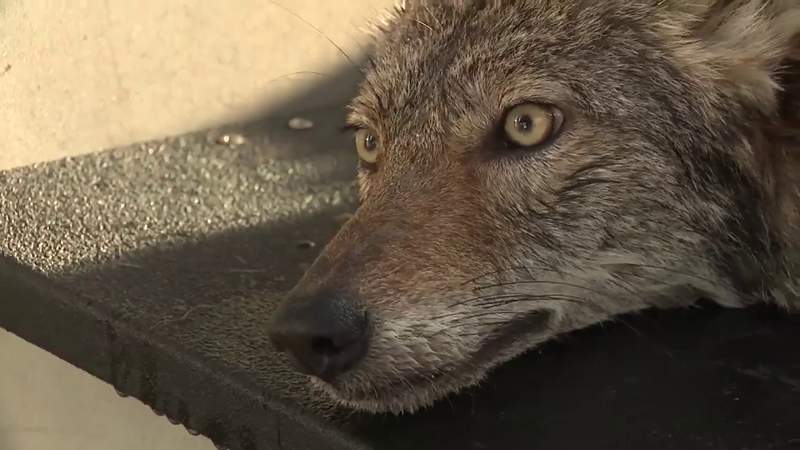 City of Galveston launches online mapping tool to track coyote sightings