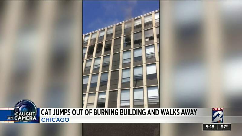 VIDEO: Cat survives jump from 5th floor of burning building, walks away unphazed