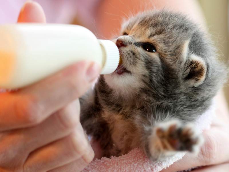 Harris County Pets needs volunteers to foster bottle-fed kittens