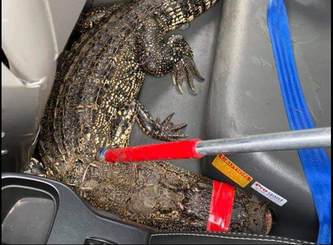 They’ve got gator jokes: Fulshear police share encounter with alligator in punny Facebook post