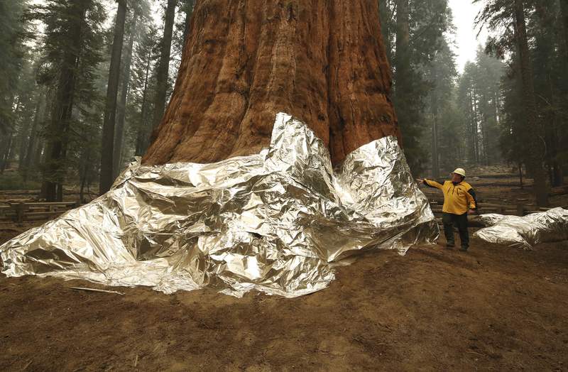 General Sherman tree still standing, but it’s not out of the figurative woods yet, as California wildfires rage on