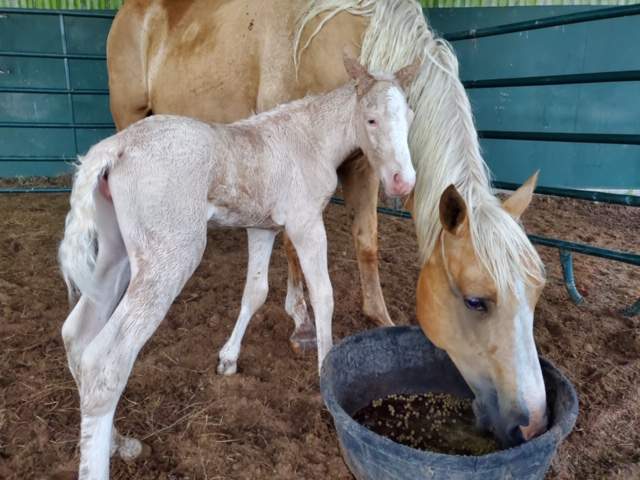 It’s a girl: Foal born at Houston SPCA after La Porte animal seizure