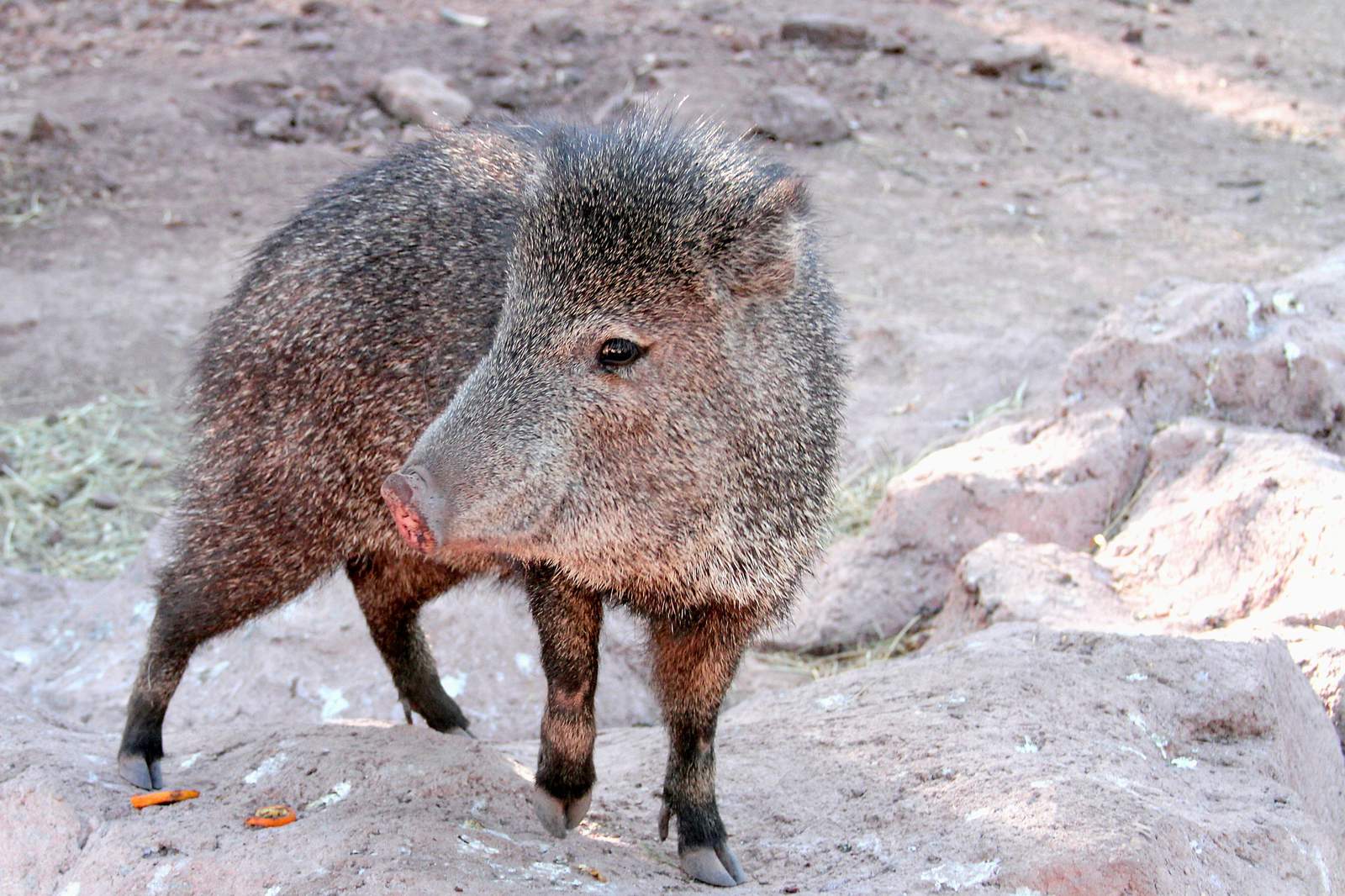 Not wild pigs: In appreciation of javelinas, iconic native wildlife of Texas