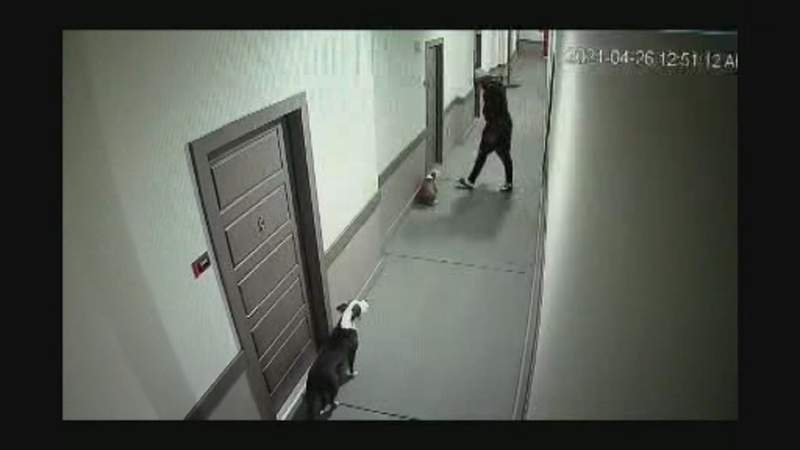 HPD, SPCA investigating 5 different cases of animal abuse caught on camera