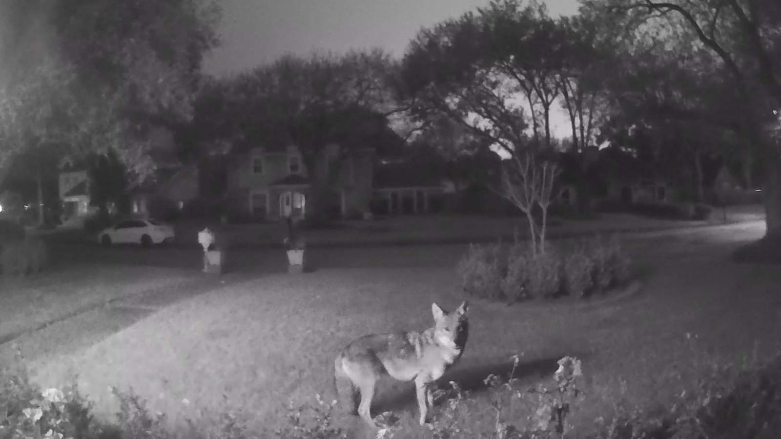 Coyotes alarming residents after devouring cat in Katy neighborhood