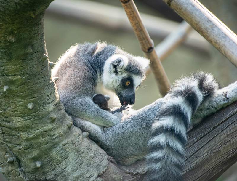 Oh, baby! Meet the Houston Zoo’s newest bundle of joy, a tiny, no-name lemur