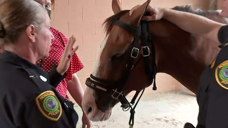 Meet Matilda: HPD introduces new Mounted Patrol horse to community