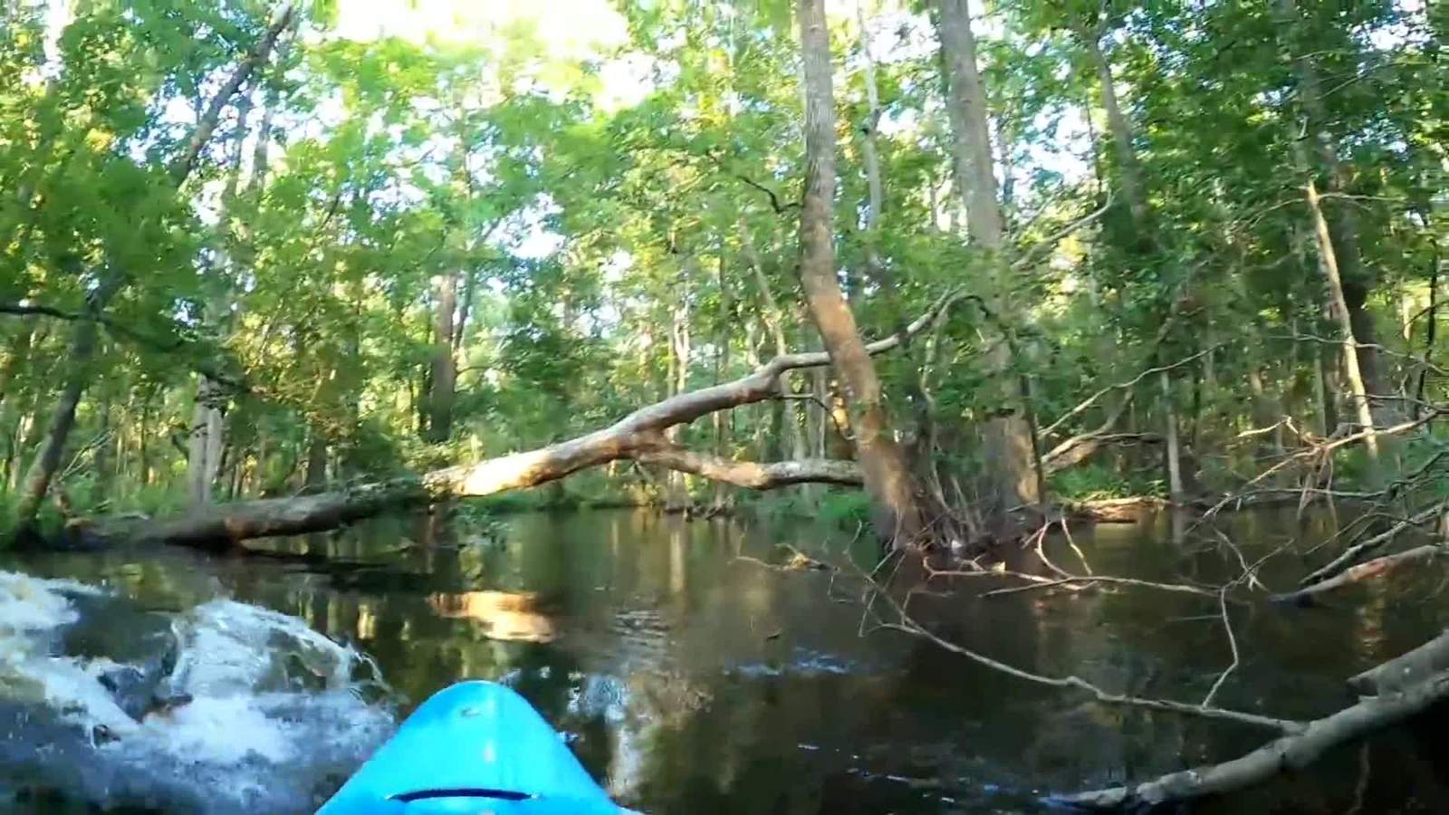WATCH: An alligator slammed into the side of a kayak, tipping the boater into the river
