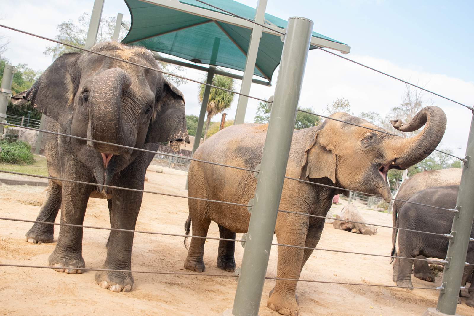 Houston Zoo prepares for birth of two baby Asian elephants this spring