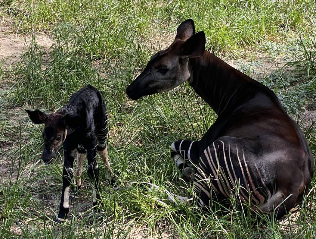 You can help name the Houston Zoos baby okapi
