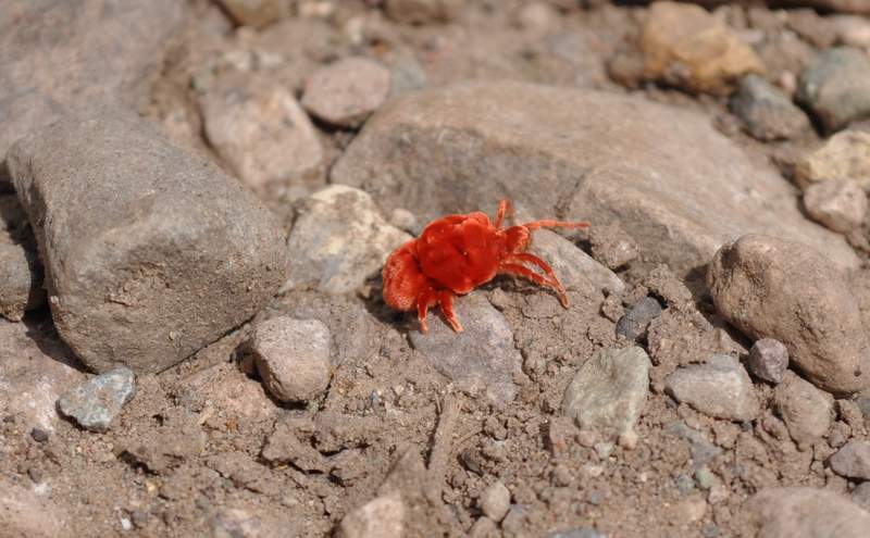 Meet the rain bug, the velvety, red mite building ‘love gardens’ in Texas