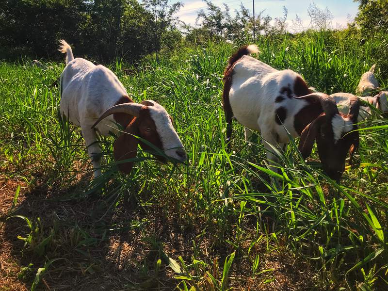 Houston Public Works to employ 150 goats to mow overgrown areas around detention ponds or high slopes