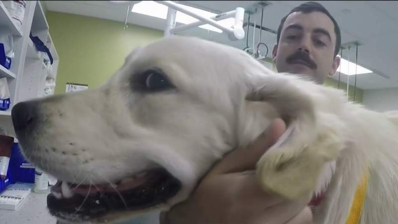 Houston-spot rescue group, vet clinic crew up to aid doggy in need of surgical procedure