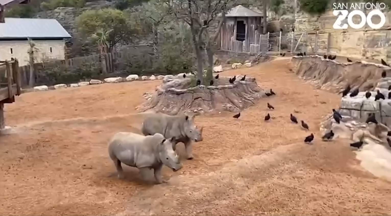 Animals at this Texas zoo roam freely between habitats for the first time in history