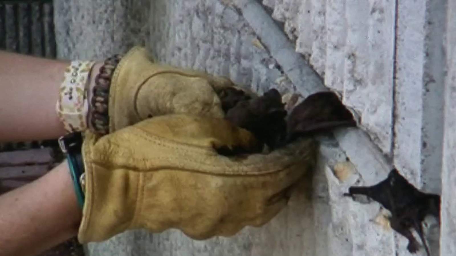 Hundreds of bats found dead under overpasses across Texas following winter storm