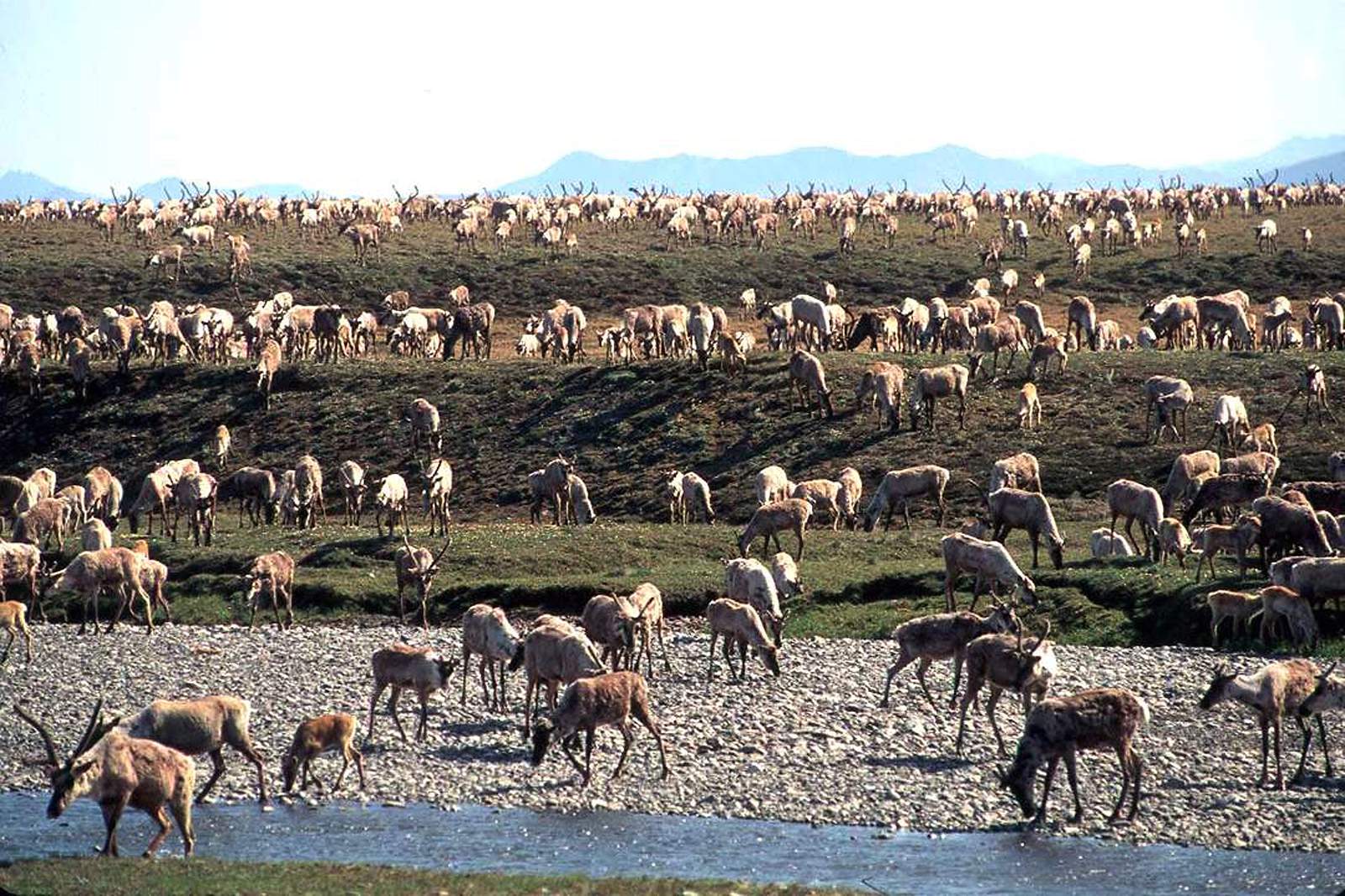 US approves oil, gas leasing plan for Alaska Wildlife refuge