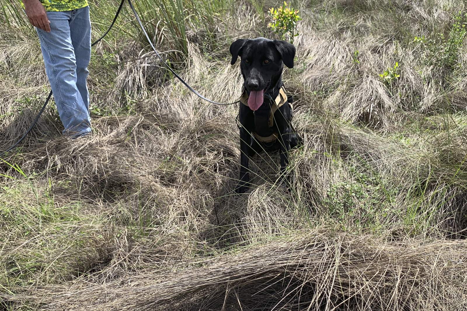 Florida's new python-sniffing dogs have 1st success