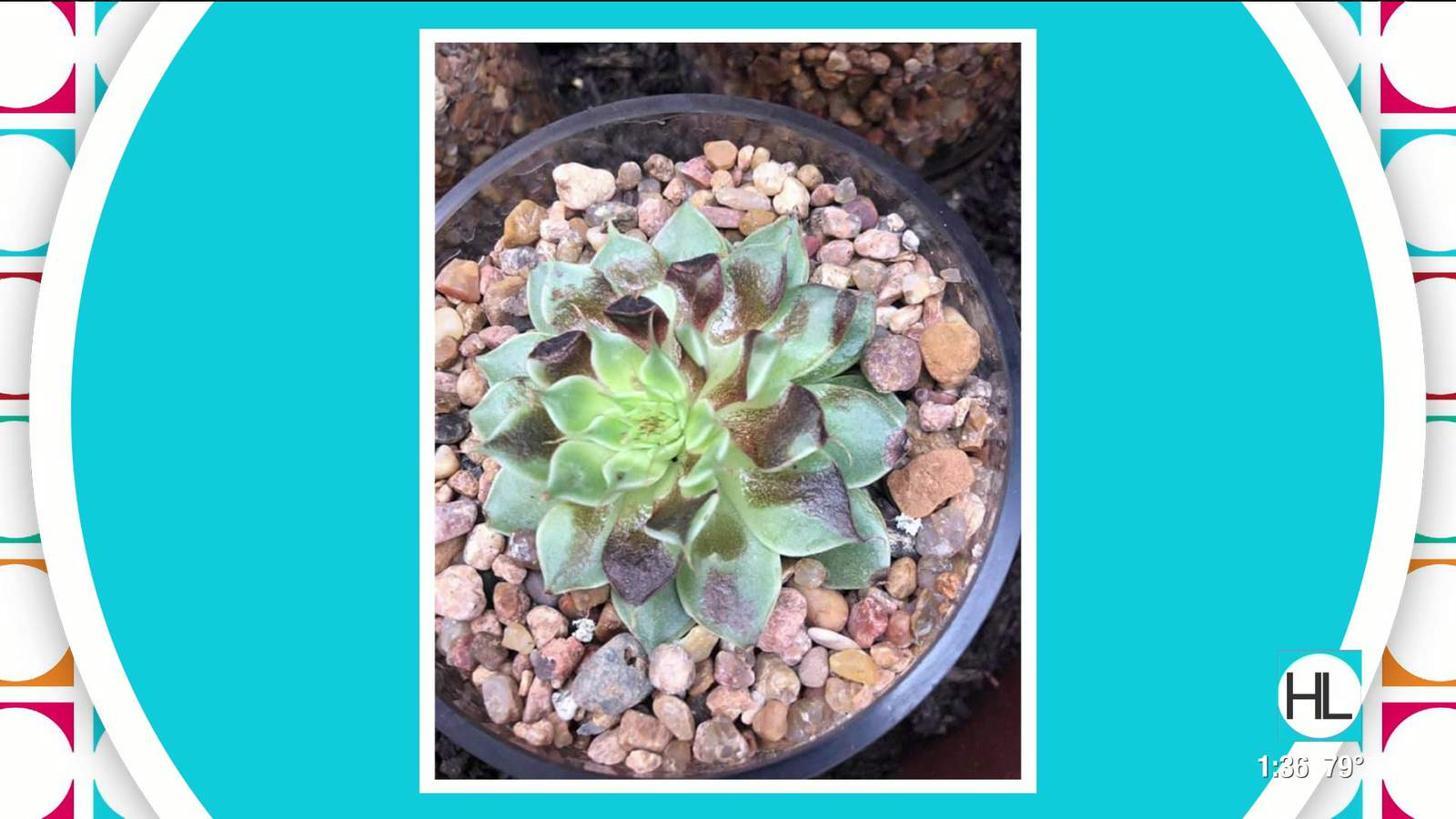 My succulent can get sunburned? Heres 5 things you can do to help your plants beat the heat
