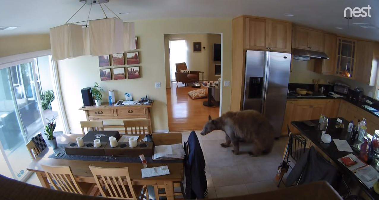 WATCH: 2 mini terriers scare wandering bear away from California home