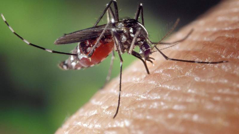 Don’t waste your money! Here are 4 mosquito repellents experts say don’t work