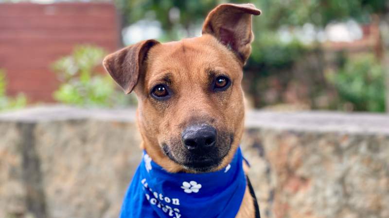 Searching for your next furry family member? Find a cuddly companion in Garnet, a 3-year-old Shepherd mix